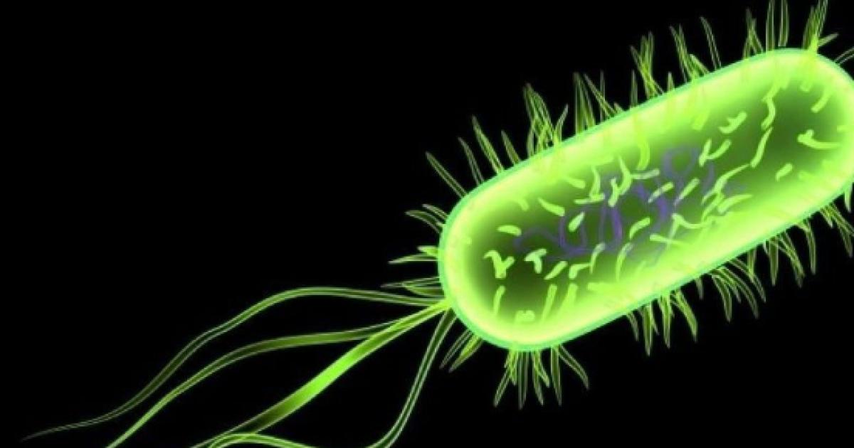 Гемолитическая кишечная. Кишечная палочка Escherichia coli. Микроорганизм,Еscherichia coli. Бактерия Escherichia coli. Escherichia coli жгутики.