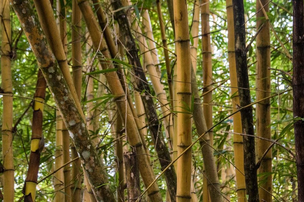 Биг бамбук big bamboo vip. Бамбук в Ямайке. Бамбук чист. Корень бамбука. Корневище бамбука.