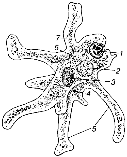 Какой цифрой обозначена на рисунке циста амебы