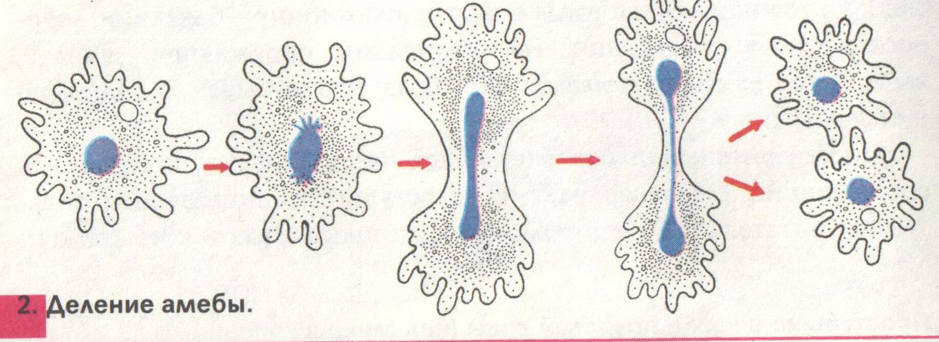 Какой процесс жизнедеятельности амебы изображен на рисунке