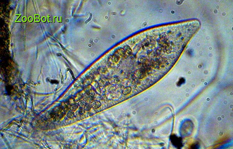 Инфузория туфелька фото. Дафния инфузория туфелька. Paramaecium инфузория туфелька. Инфузория туфелька под микроскопом. Инфузория туфелька в воде.