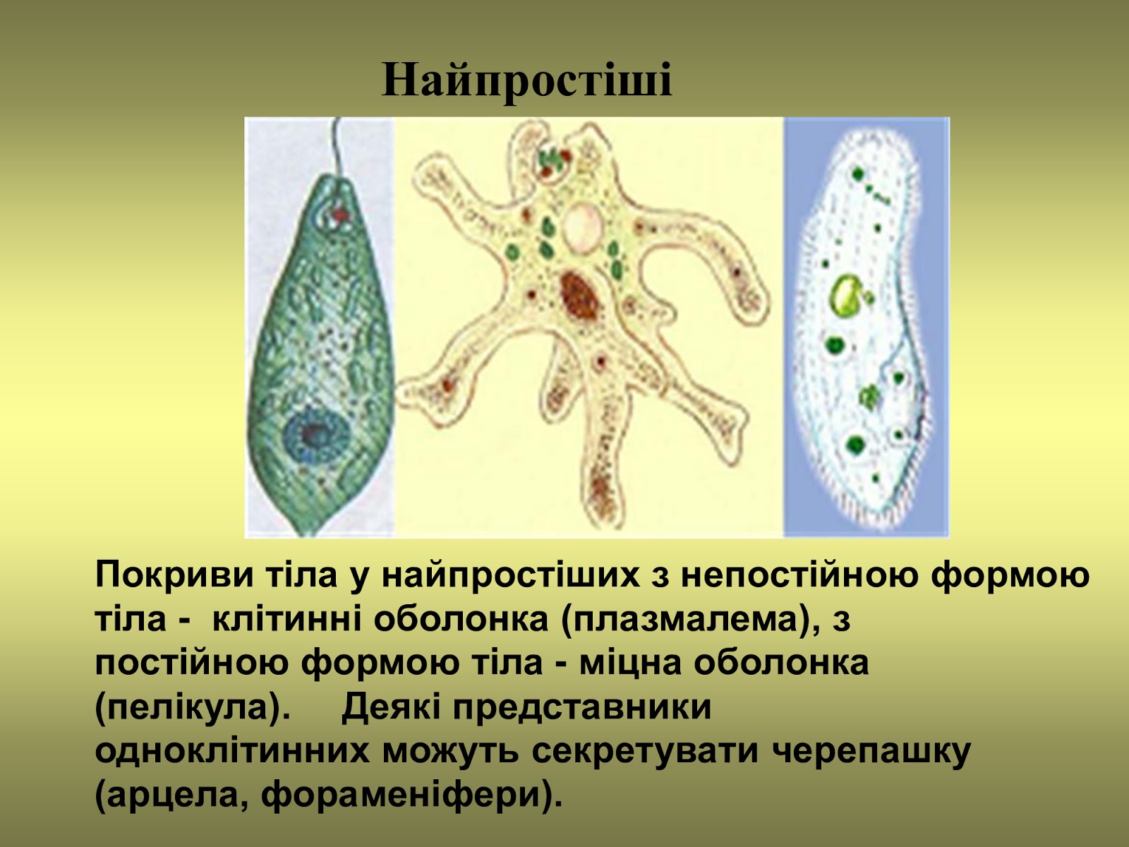 Самый простой одноклеточный организм. Одноклеточные организмы. Представители одноклеточных животных. Покровы одноклеточных. Покров тела одноклеточных животных.