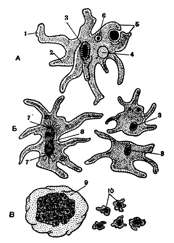 Амеба что. Амеба Протей Amoeba Proteus. Строение амебы обыкновенной. Строение амебы Протей. Амеба Протей ложноножка.