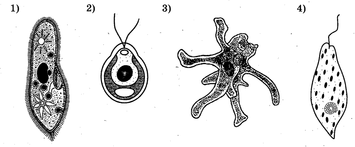 Одноклеточный организм изображен на рисунке