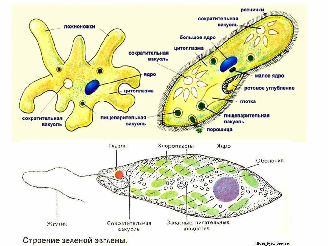 Фото амебы и эвглены