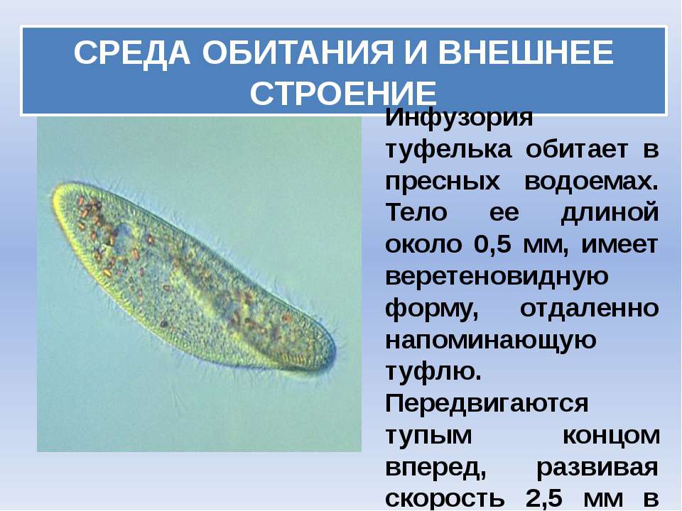 Как выглядит инфузория туфелька фото