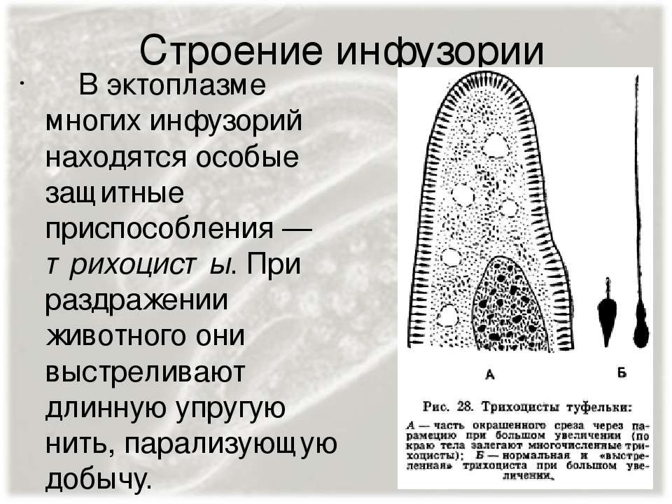 Презентация тип инфузории