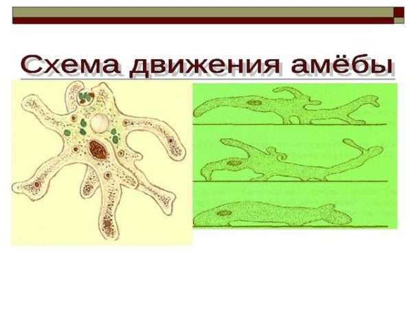 Какой тип питания характерен для амебы обыкновенной изображенной на рисунке 1