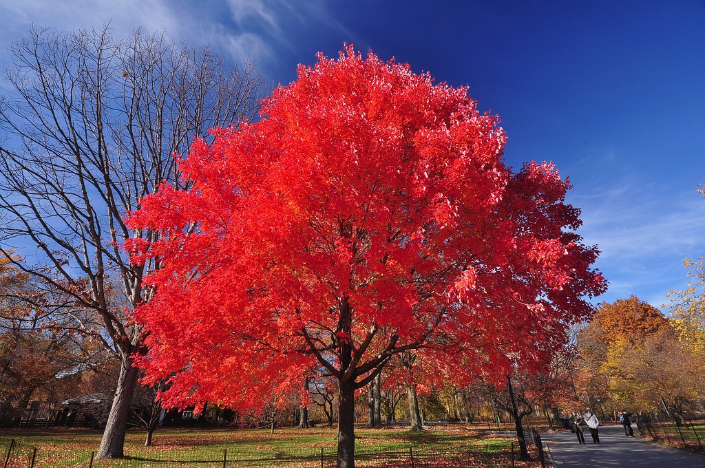 Красивое красное дерево. Клен канадский сахарный. Клен канадский красный. Acer rubrum (клен красный) 'Red Sunset'. Красный клен дерево.