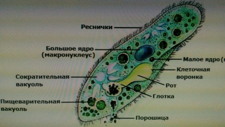 На рисунке сократительная вакуоль у инфузории туфельки обозначена цифрой