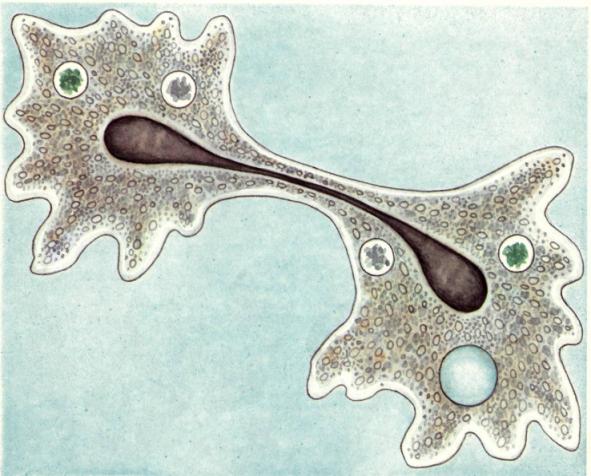На рисунке изображено одно из проявлений жизнедеятельности амебы