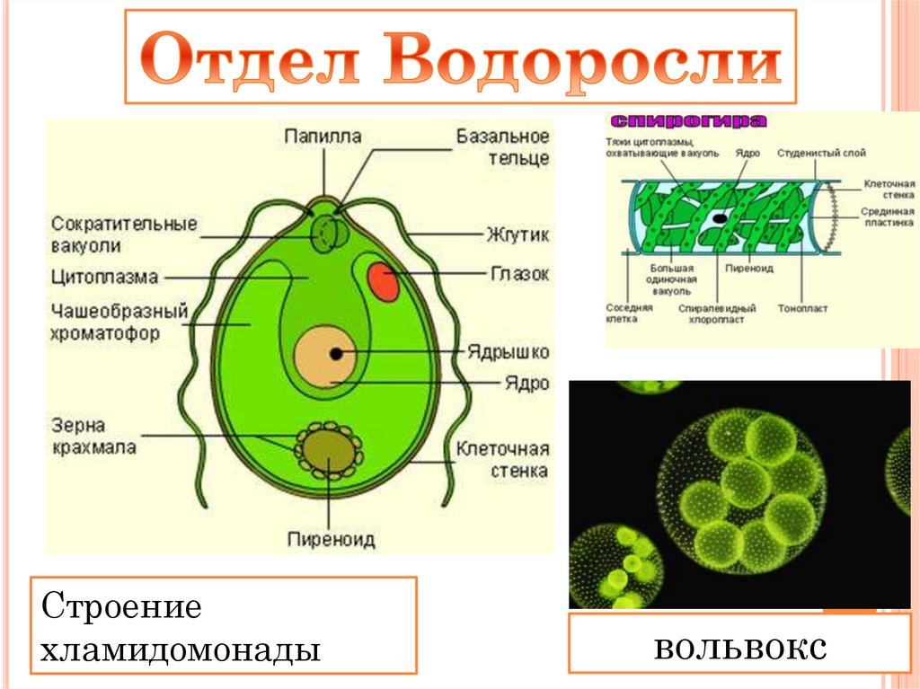 Схема строения хламидомонады