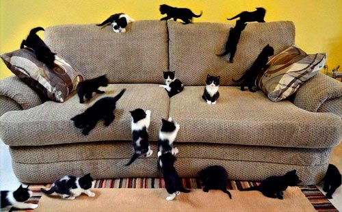 Как убрать кошачью мочу с дивана? ВСЕ рецепты чистоты!
