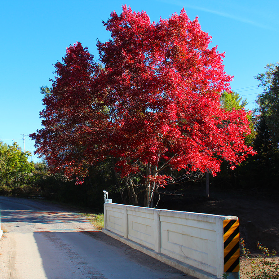 Дерево с красными листьями название