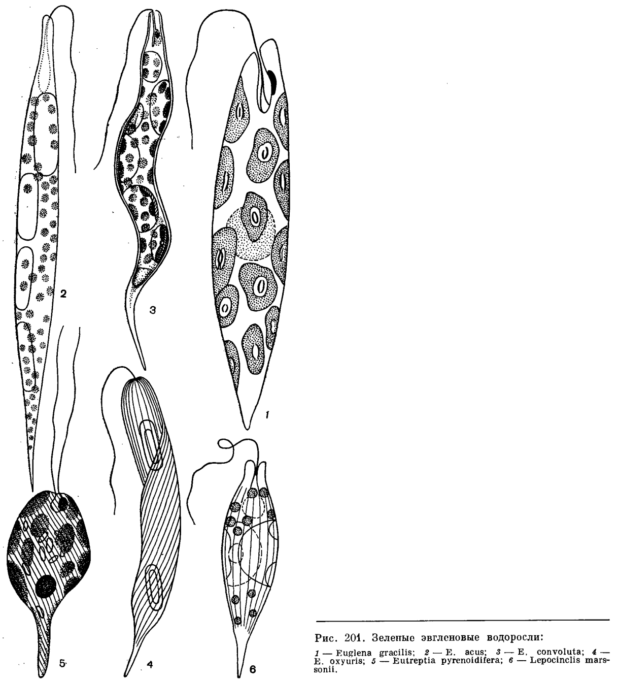 Отдел эвгленовые водоросли (Euglenophyta)