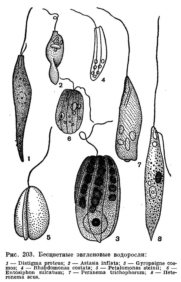 Отдел эвгленовые водоросли (Euglenophyta)