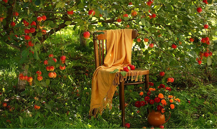 Отдых под яблоней