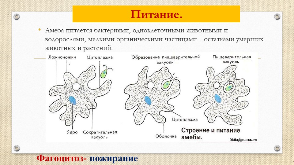 Форма тела постоянная образует ложноножки