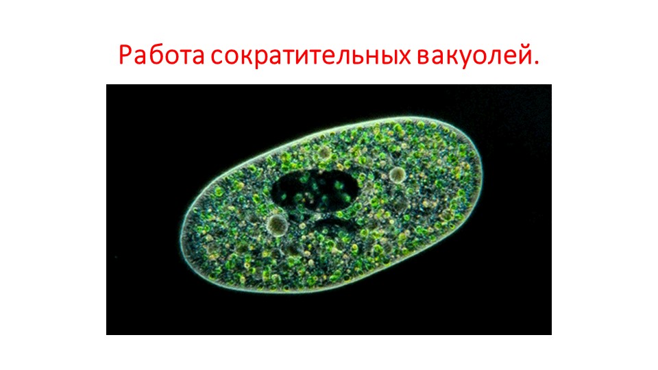 Сократительная вакуоль. Разноресничные инфузории. Сократительная вакуоль у жгутиконосцев. Сократительная вакуоль инфузории. Сократительная вакуоль у гидры.