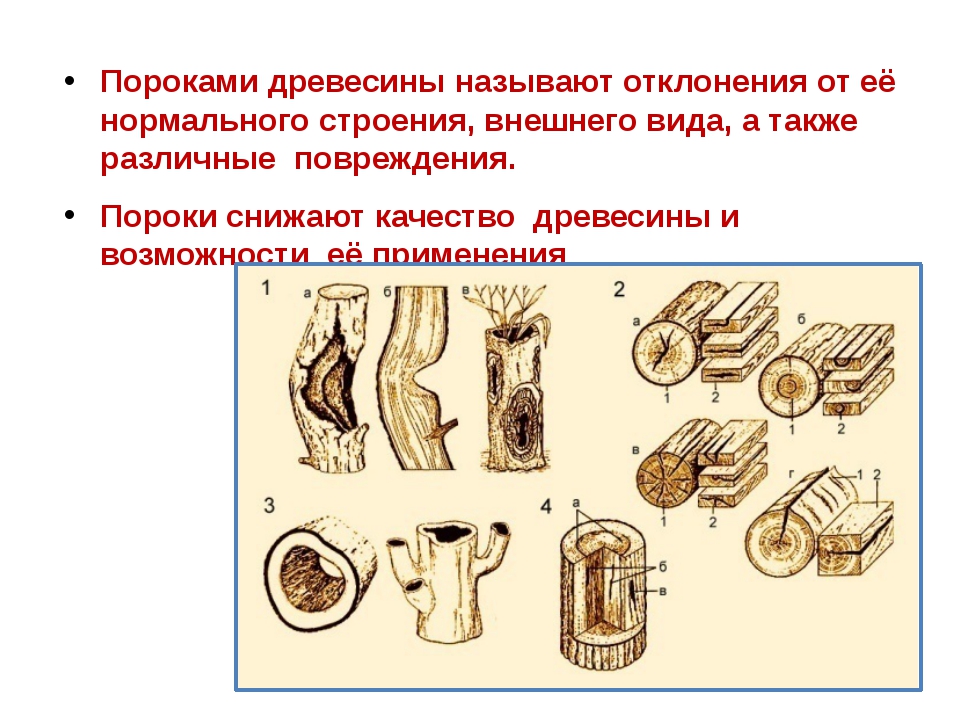 Пороки древесины 5 класс