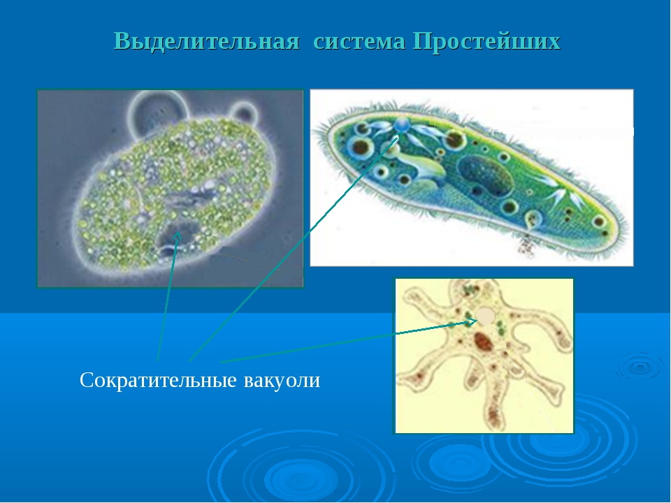 Обмен веществ одноклеточных. Инфузория туфелька сократительная вакуоль. Строение выделительной системы простейших. Простейшие животные выделительная система. Сократительная вакуоль протистов.