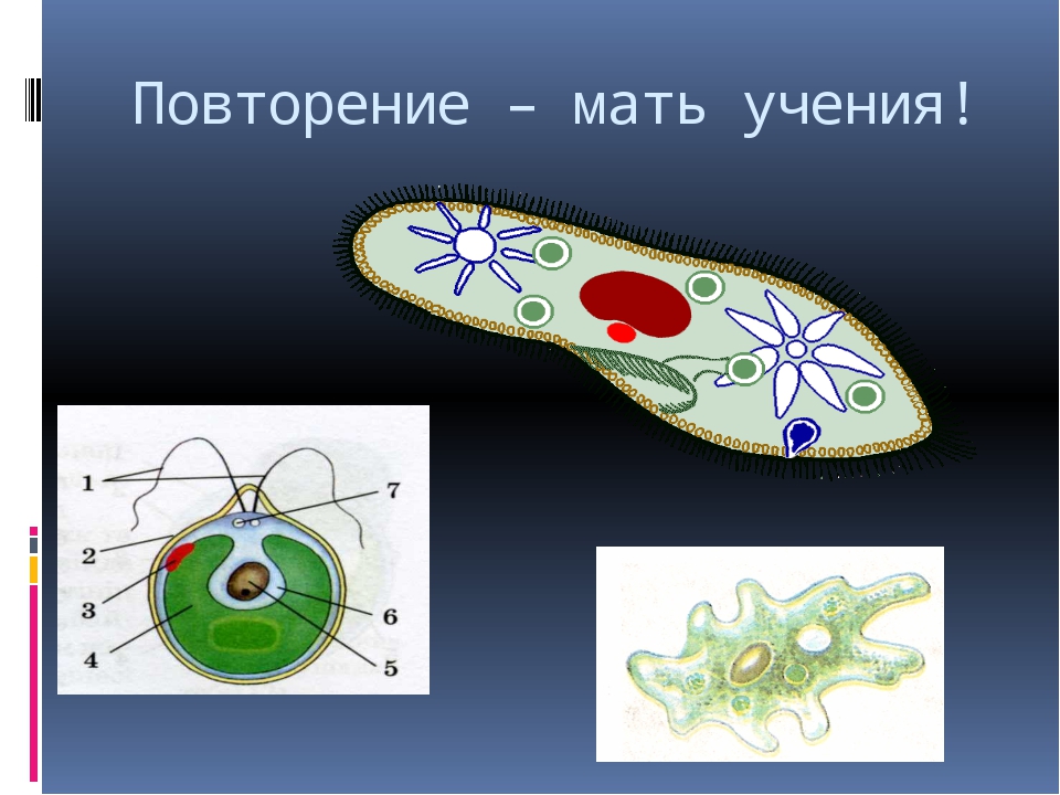 Какова роль клеток в жизни одноклеточных многоклеточных. Одноклеточные организмы. Одноклеточный организм это в биологии. Клетки одноклеточных животные. Строение клетки одноклеточных.