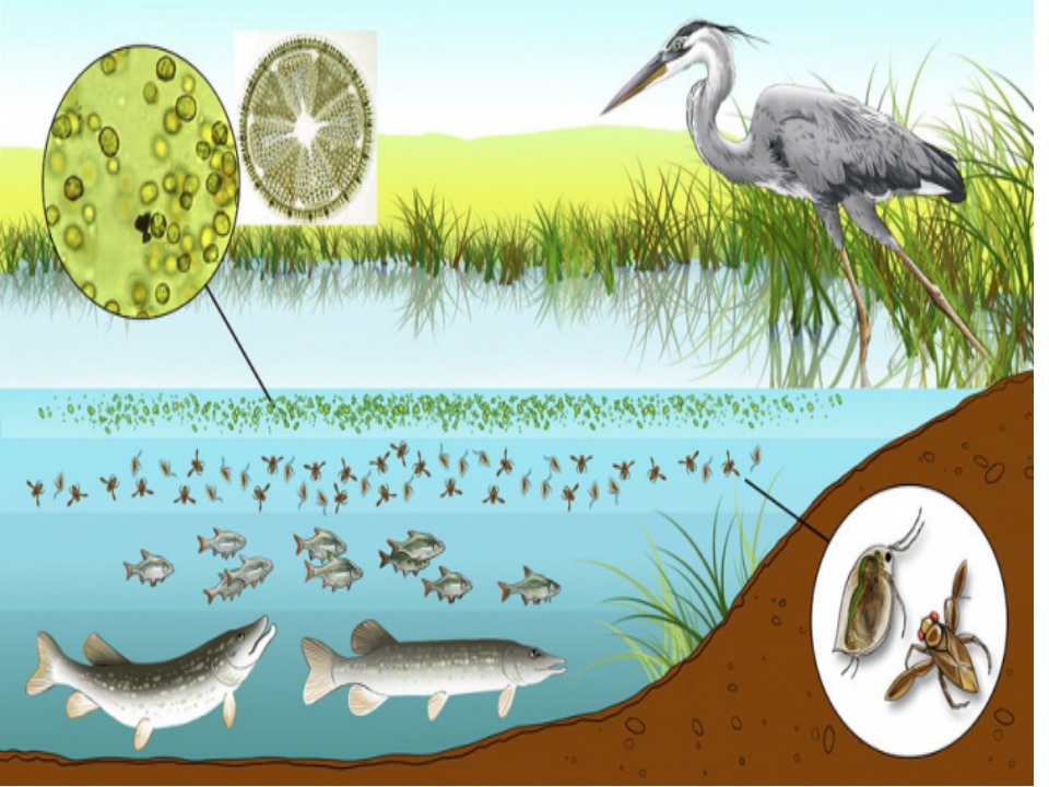 Какие организмы составляют болото. Экосистема пруда. Обитатели озера. Обитатели пруда. Природное сообщество водоем.