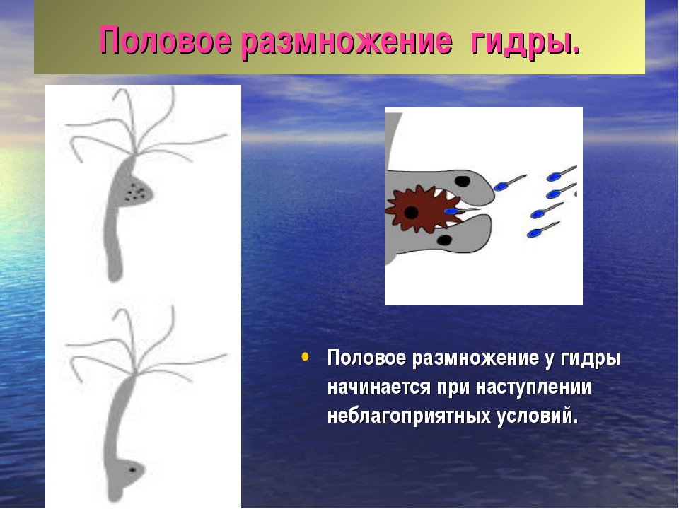 Размножение гидры. Половое размножение гидры. При неблагоприятных условиях гидры размножаются. Амеба в неблагоприятных условиях.