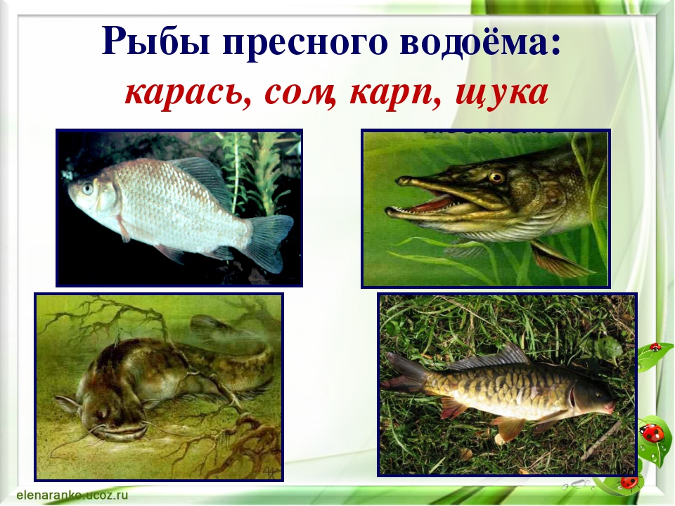 Рыбы пресных и соленых водоемов