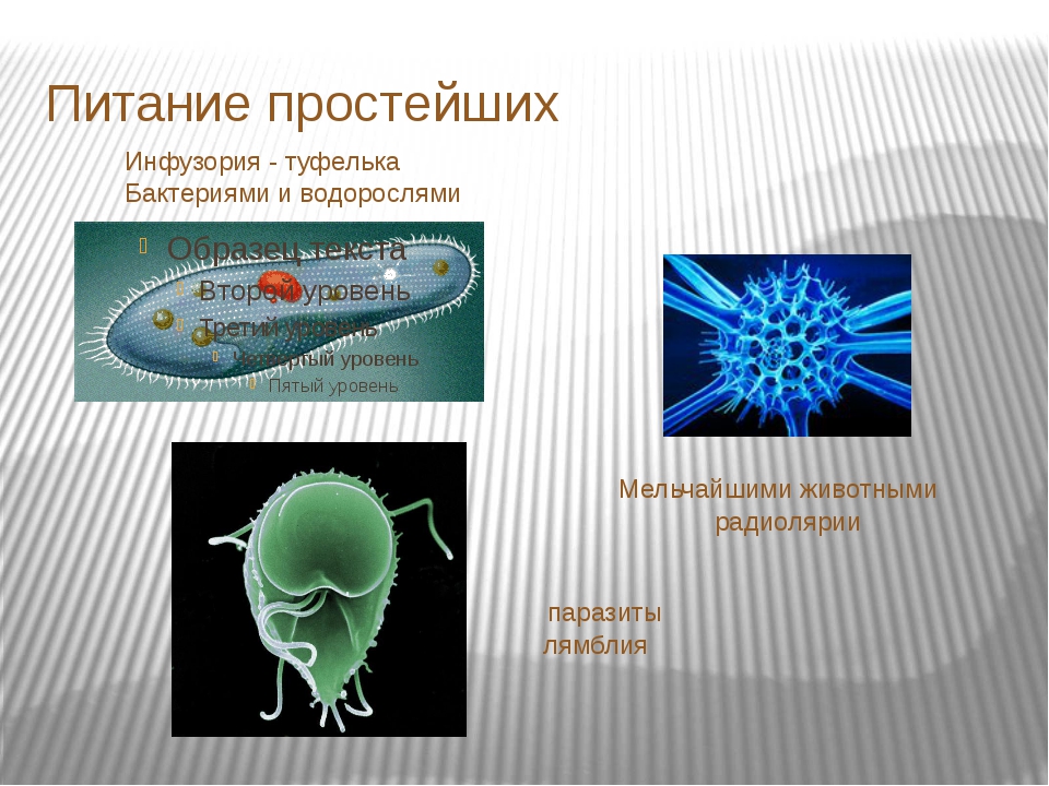 Почему бактерии вирусы одноклеточные водоросли. Микроб инфузория туфелька. Питание простейших. Питание простейших организмов. Типы питания простейших организмов.