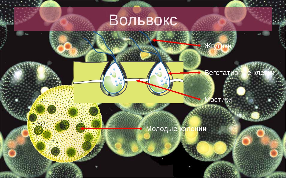 Фото вольвокс под микроскопом