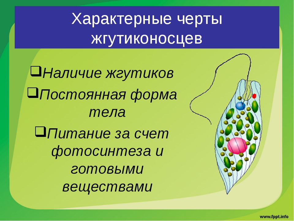 Строение образа. Характерные черты жгутиконосцев. Образ жизни и строение жгутиконосцев. Форма тела жгутиковых. Особенности строения жгутиковых.