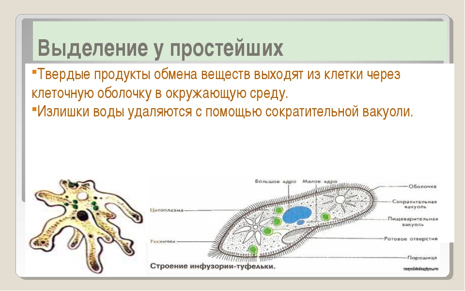 Какова роль клетки в одноклеточном организме. Выделение простейших. Выделение у простейших организмов. Выделение веществ у животных. Выделение у одноклеточных животных.