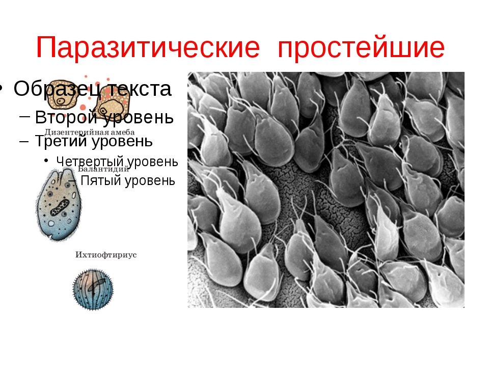 У паразитических червей покровы тела