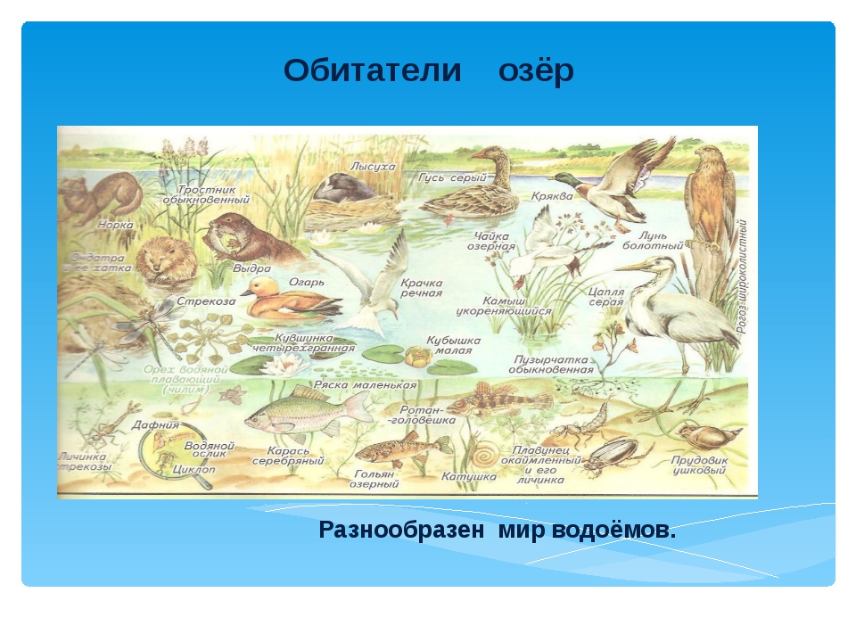 Организмы живущие в озере. Обитатели озера. Обитатели природных сообществ. Обитатели озер и прудов. Обитатели сообщества озера.