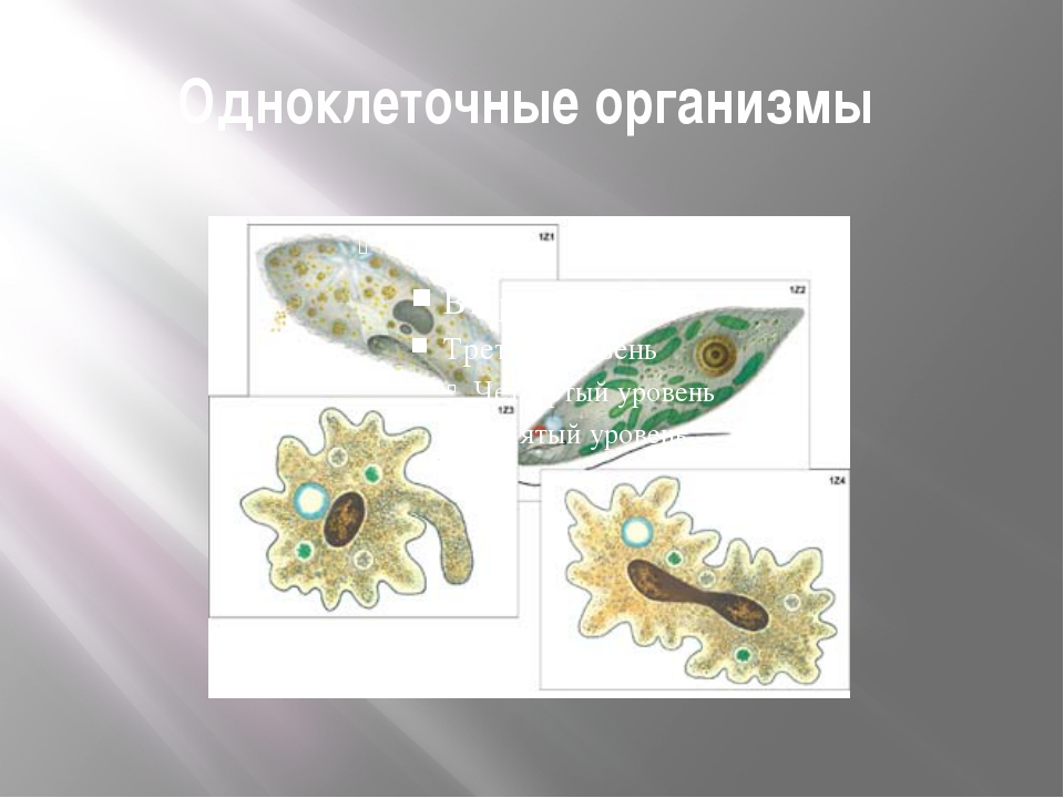 Одноклеточных животных часто. Одноклеточные организмы. Одноклеточные простейшие. Одноклеточные организмы названия. Одноклеточное животное.