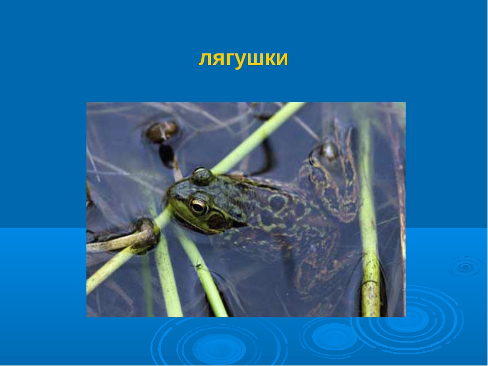 Жизнь в пресных водах 4 класс окружающий. Сообщество пресных водоемов. Обитатели пресных водоемов 4 класс. Жизнь в пресных Водах животных. Сообщество пресного водоема презентация.