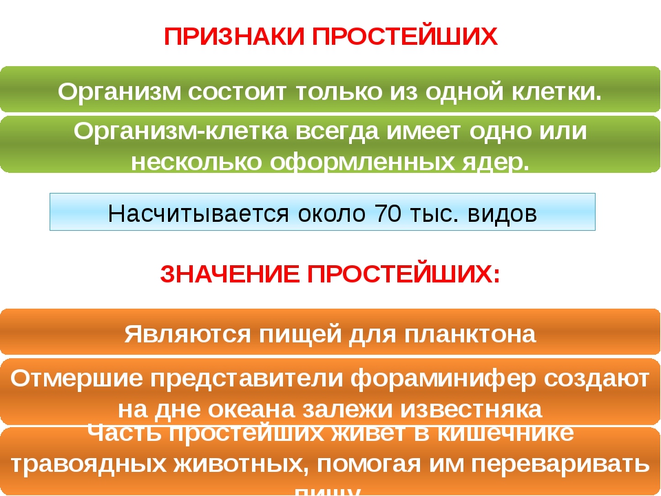 Перечислите признаки простейших