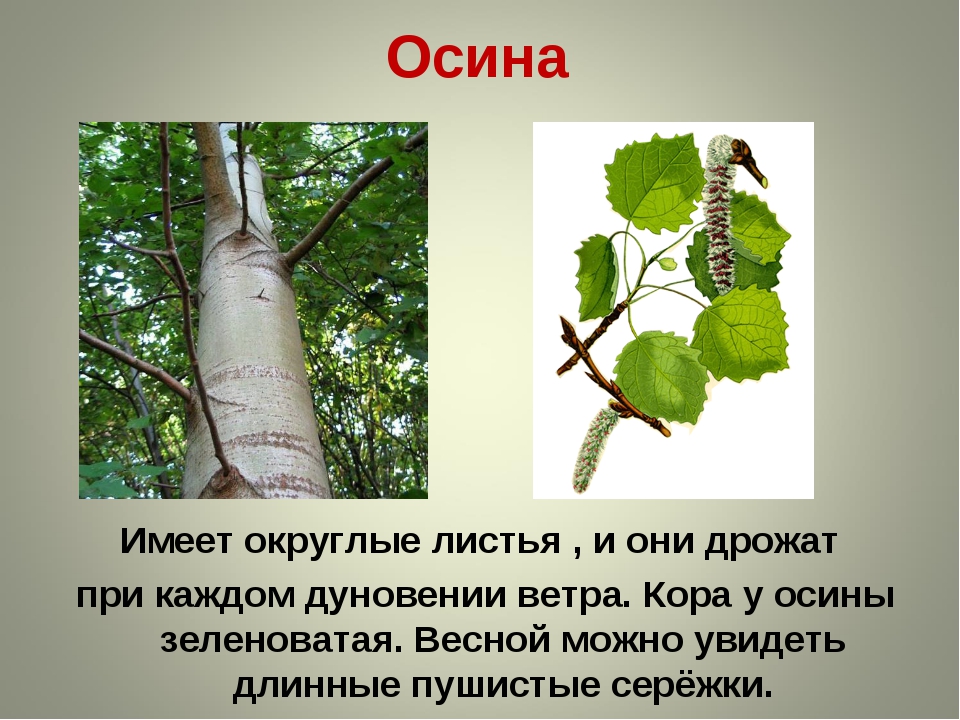 Береза можно проверить. Тополь дрожащий осина дерево. Тополь дрожащий (осина) – Populus tremula. Лист осины отличие от тополя.
