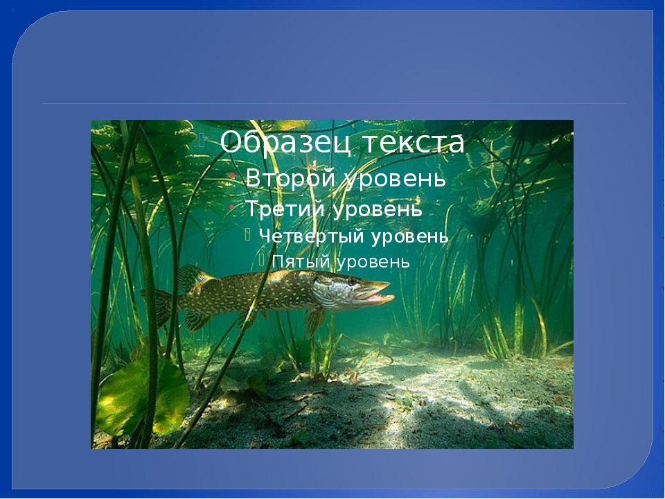 Жизнь в пресных водах презентация 4 класс