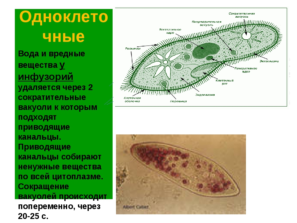 Две сократительные вакуоли. Сократительные вакуоли у одноклеточных. Сократительная вакуоль инфузории туфельки. Выделительная система инфузории. Сократительная вакуоль инфузории.