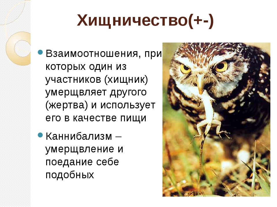 Презентация про хищников по биологии 7 класс