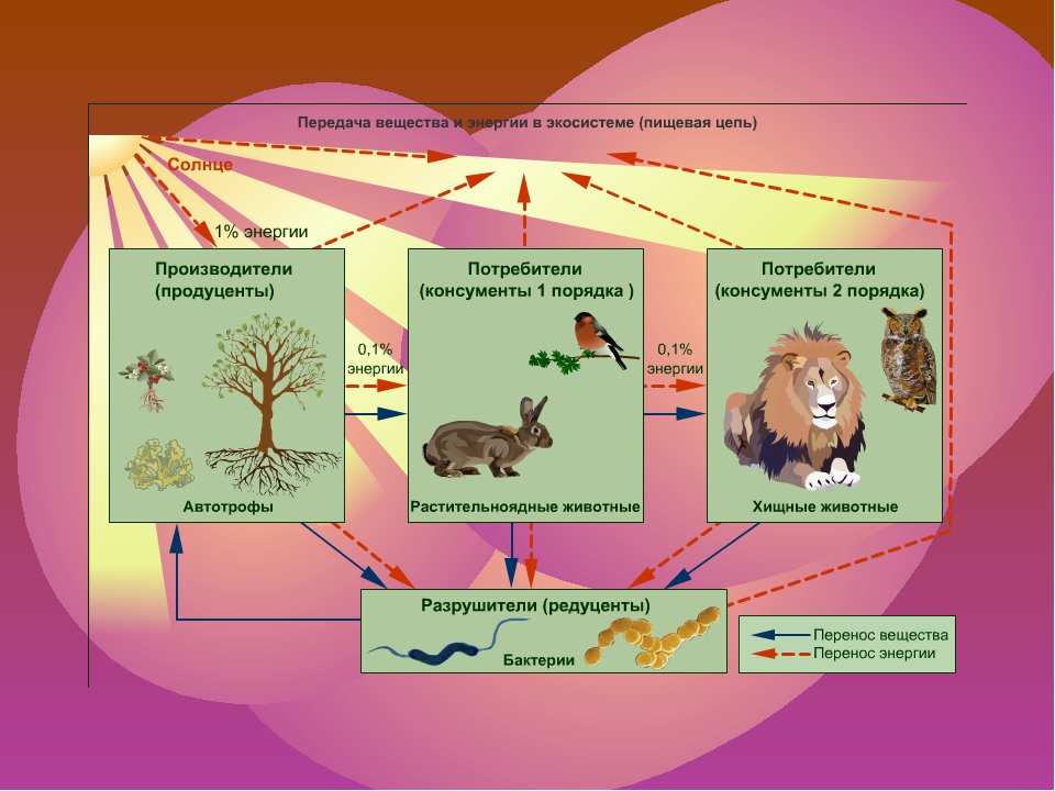 Какую роль играют организмы производители. Пищевая цепочка. Экосистема схема. Роль животных в экосистеме. Роль консументов в экосистеме.