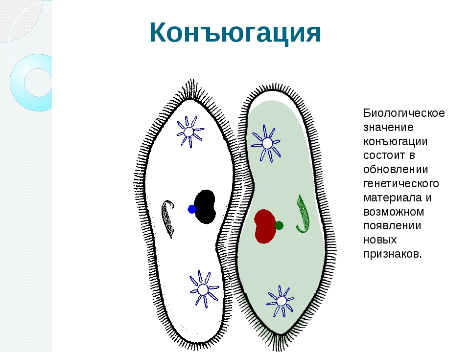 Конъюгация у инфузорий это. Размножение инфузории туфельки биология. Конъюгация одноклеточных водорослей. Инфузория-туфелька коньюгац инфузория конъюгация. Процесс конъюгации инфузории туфельки.