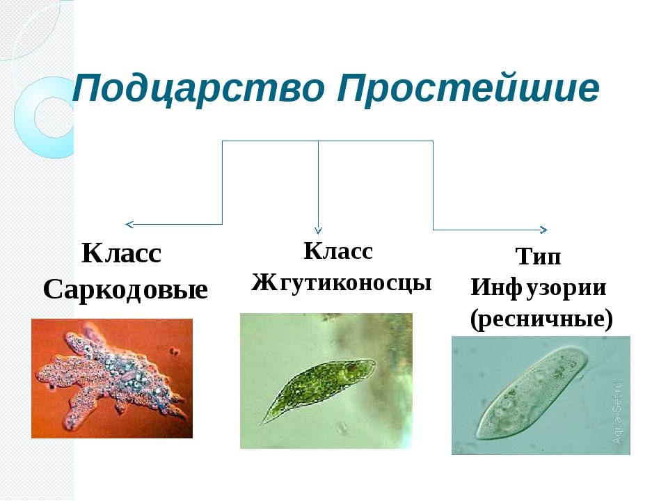 Виды простейших. Класс Саркодовые и класс жгутиковые. Корненожки жгутиконосцы инфузории таблица. Тип Саркодовые класс жгутиконосцы. Биология 7 класс Тип Саркодовые и жгутиконосцы.