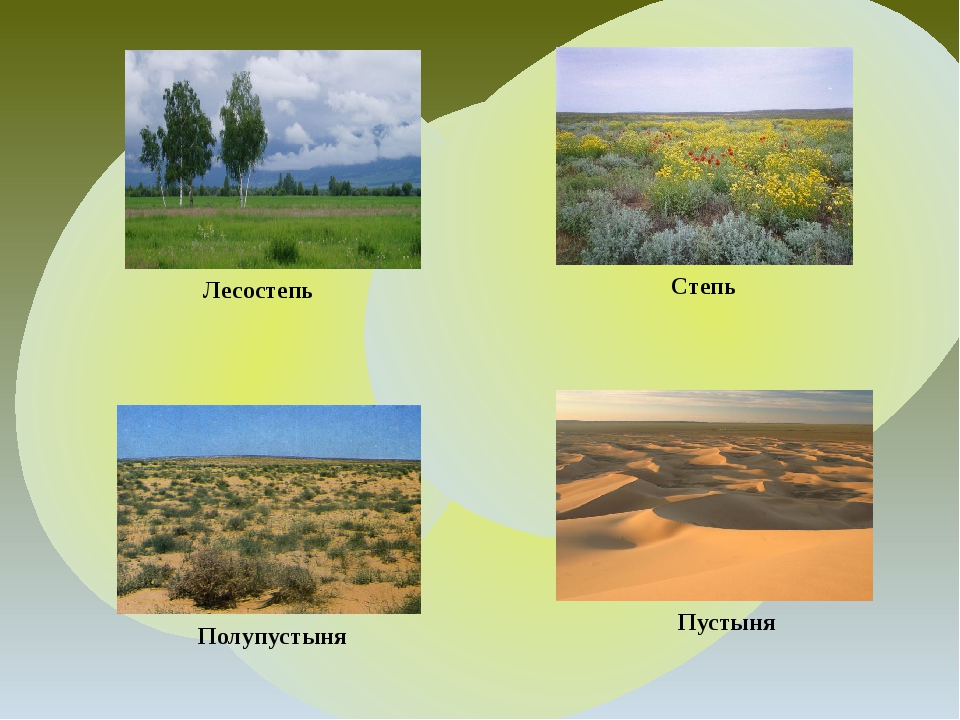 Степь почвы растения животные. Пустыня степь лесостепь полупустыня. Лесостепи степи и полупустыни. Степи лесостепи пустыни полупустыни. Природные зоны степи и лесостепи.