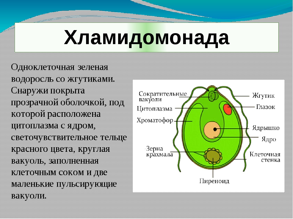 Известно что хламидомонада одноклеточная фотосинтезирующая зеленая водоросль. Строение одноклеточных зеленых водорослей. Хламидомонада описание. Хламидомонада 5 класс биология. Биология строение одноклеточных водорослей.