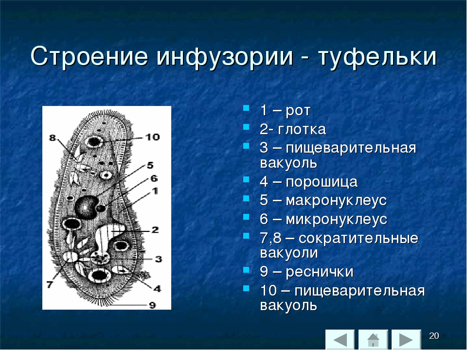 Особенности инфузории туфельки. Макронуклеус инфузорий. Макронуклеус и микронуклеус у инфузории. Макронуклеус у инфузории туфельки. Строение инфузории туфельки микронуклеус.