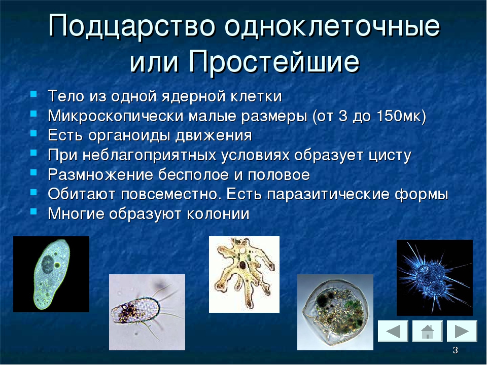 Признаки характерные для животных подцарство простейшие