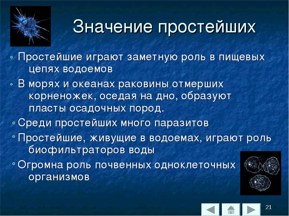 Многообразие и значение простейших. Значение простейших в природе. Роль простейших в природе. Роль одноклеточных организмов в природе. Значение простейших биология.